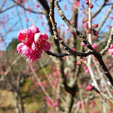 桜